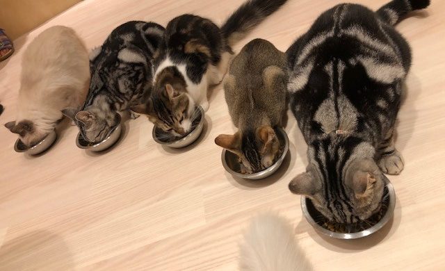 猫ちゃんたちのご飯タイムだにゃ～♪